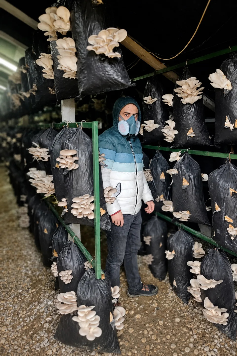 İstiridye mantarı üretim sahası